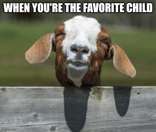 Smirking goat | WHEN YOU'RE THE FAVORITE CHILD | image tagged in smirking goat | made w/ Imgflip meme maker