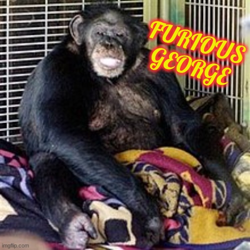 furious george | FURIOUS GEORGE | image tagged in travis the chimpanzee,furious george | made w/ Imgflip meme maker