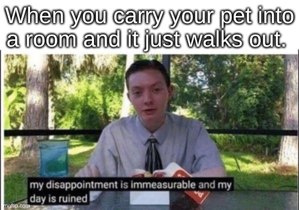 (title) | When you carry your pet into a room and it just walks out. | image tagged in my dissapointment is immeasurable and my day is ruined | made w/ Imgflip meme maker