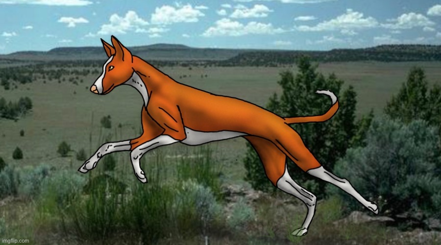 Ibizan hound running | image tagged in dog,art,drawing | made w/ Imgflip meme maker