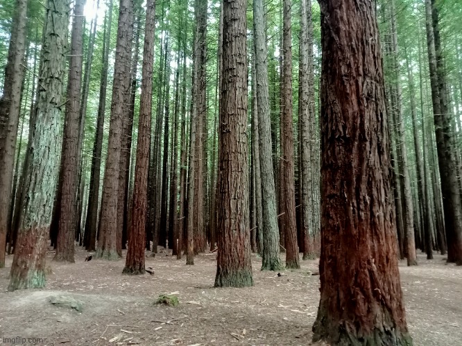 Redwood Forest in Rotorua. | image tagged in photography,photo | made w/ Imgflip meme maker