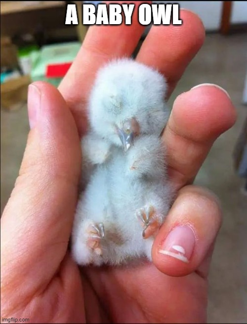 baby owl | A BABY OWL | image tagged in baby owl,cute | made w/ Imgflip meme maker