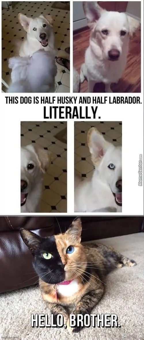 I have ventured into unfunny memes and I am going to post them. | made w/ Imgflip meme maker