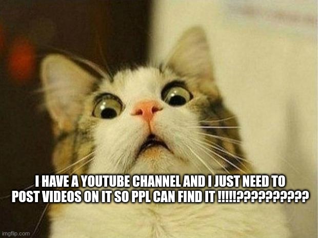 WHA | I HAVE A YOUTUBE CHANNEL AND I JUST NEED TO POST VIDEOS ON IT SO PPL CAN FIND IT !!!!!?????????? | image tagged in memes,scared cat,youtube | made w/ Imgflip meme maker