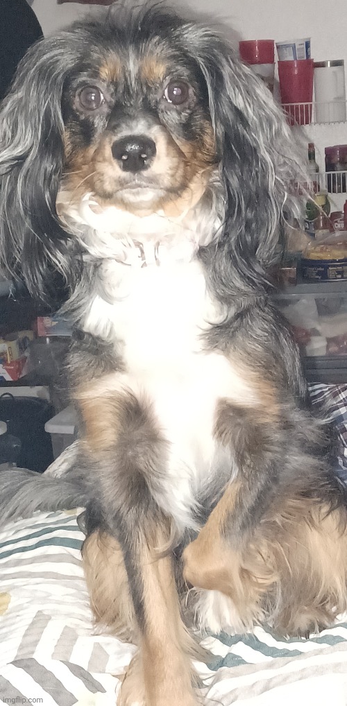 looking like her owner, my mexican stepmother or sum like that | made w/ Imgflip meme maker