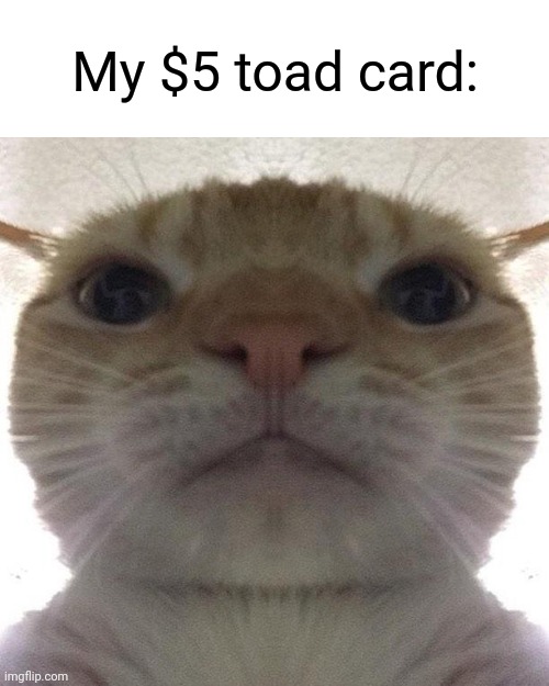 Staring Cat/Gusic | My $5 toad card: | image tagged in staring cat/gusic | made w/ Imgflip meme maker