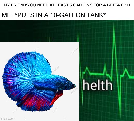my cute little gen-gen has lots of space now:3 | MY FRIEND:YOU NEED AT LEAST 5 GALLONS FOR A BETTA FISH; ME: *PUTS IN A 10-GALLON TANK* | image tagged in helth,fish | made w/ Imgflip meme maker