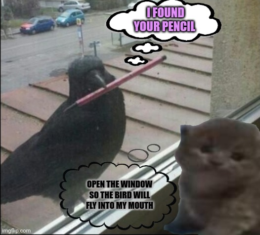 Dumb cat looking out the window | I FOUND YOUR PENCIL; OPEN THE WINDOW SO THE BIRD WILL FLY INTO MY MOUTH | image tagged in cat,bird,open the window | made w/ Imgflip meme maker