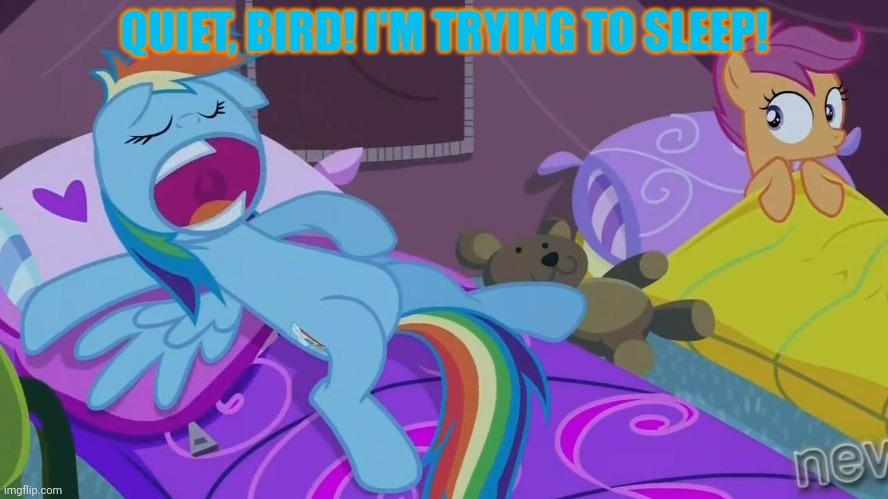 Rainbow Dash sleepover | QUIET, BIRD! I'M TRYING TO SLEEP! | image tagged in rainbow dash sleepover | made w/ Imgflip meme maker