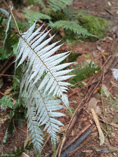 Silver fern in New Zealand | image tagged in photo | made w/ Imgflip meme maker