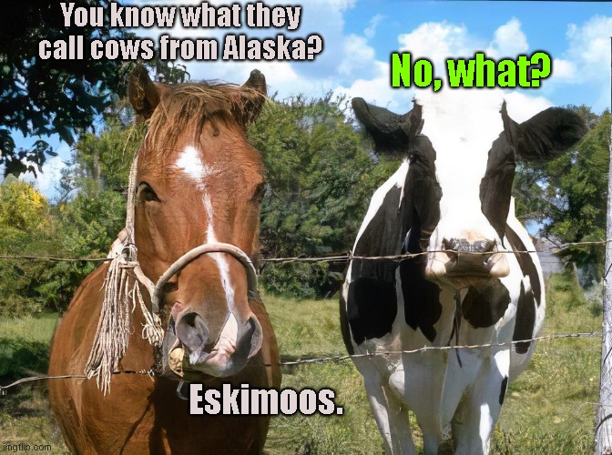 Horse and Cow | You know what they call cows from Alaska? No, what? Eskimoos. | image tagged in horse and cow,animal meme,puns,humor,joke | made w/ Imgflip meme maker