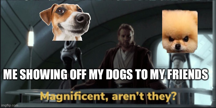Mangificent arent they | ME SHOWING OFF MY DOGS TO MY FRIENDS | image tagged in mangificent arent they | made w/ Imgflip meme maker