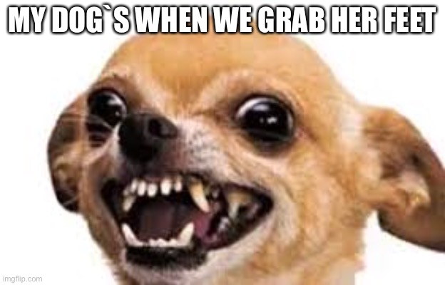 mad dog | MY DOG`S WHEN WE GRAB HER FEET | image tagged in mad dog | made w/ Imgflip meme maker
