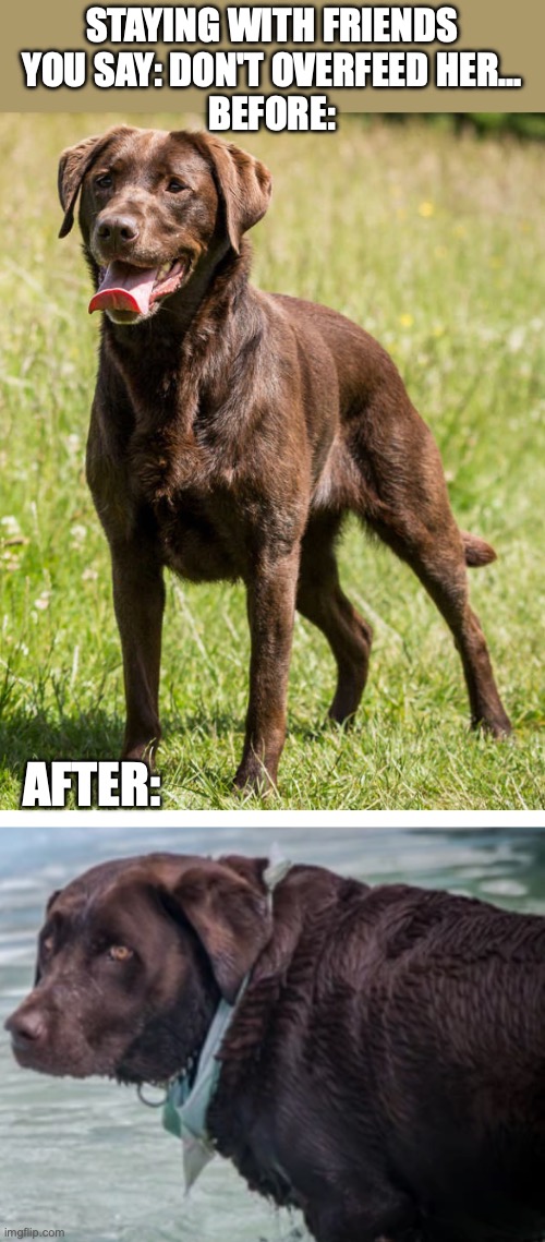 before & after - cute/fat dog | STAYING WITH FRIENDS

YOU SAY: DON'T OVERFEED HER...

BEFORE:; AFTER: | image tagged in cute dog | made w/ Imgflip meme maker