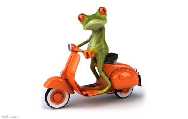 moped frog | image tagged in moped frog | made w/ Imgflip meme maker