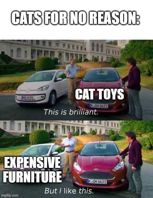 This Is Brilliant But I Like This |  CATS FOR NO REASON:; CAT TOYS; EXPENSIVE FURNITURE | image tagged in this is brilliant but i like this | made w/ Imgflip meme maker