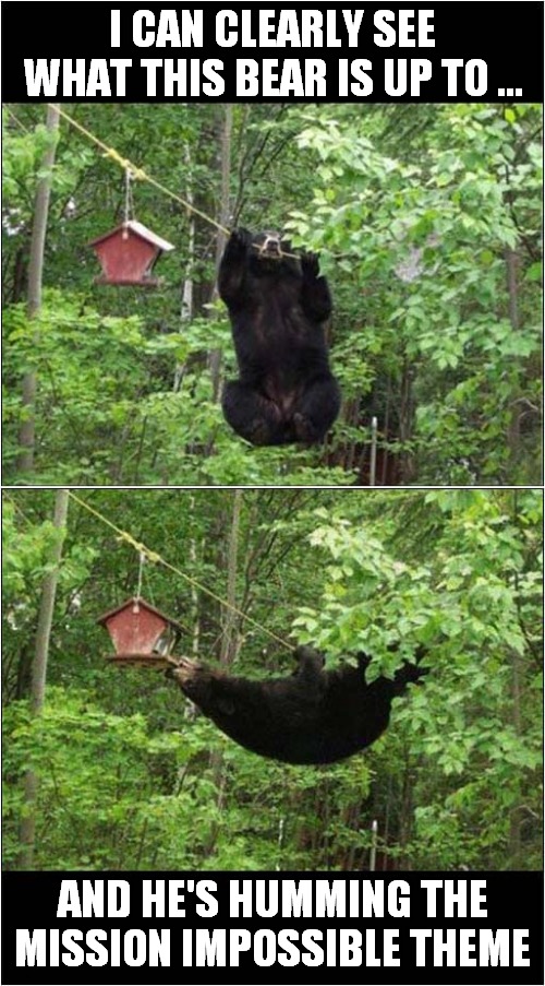 Ursine Antics ! | I CAN CLEARLY SEE WHAT THIS BEAR IS UP TO ... AND HE'S HUMMING THE MISSION IMPOSSIBLE THEME | image tagged in bears,bird box,mission impossible | made w/ Imgflip meme maker