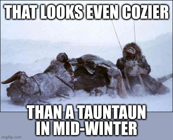 tauntaun | THAT LOOKS EVEN COZIER THAN A TAUNTAUN IN MID-WINTER | image tagged in tauntaun | made w/ Imgflip meme maker