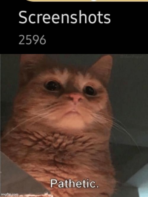 image tagged in pathetic cat | made w/ Imgflip meme maker