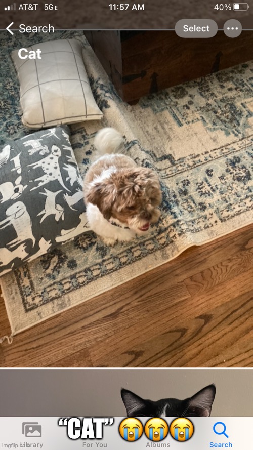 Guess my dog is a cat now ☠️ | “CAT” 😭😭😭 | made w/ Imgflip meme maker