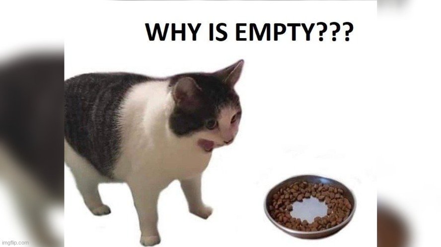 OMG IT'S EMPTY!!!!!!11!!1!!111!!!!!!!!!!!! | image tagged in cats,cat | made w/ Imgflip meme maker