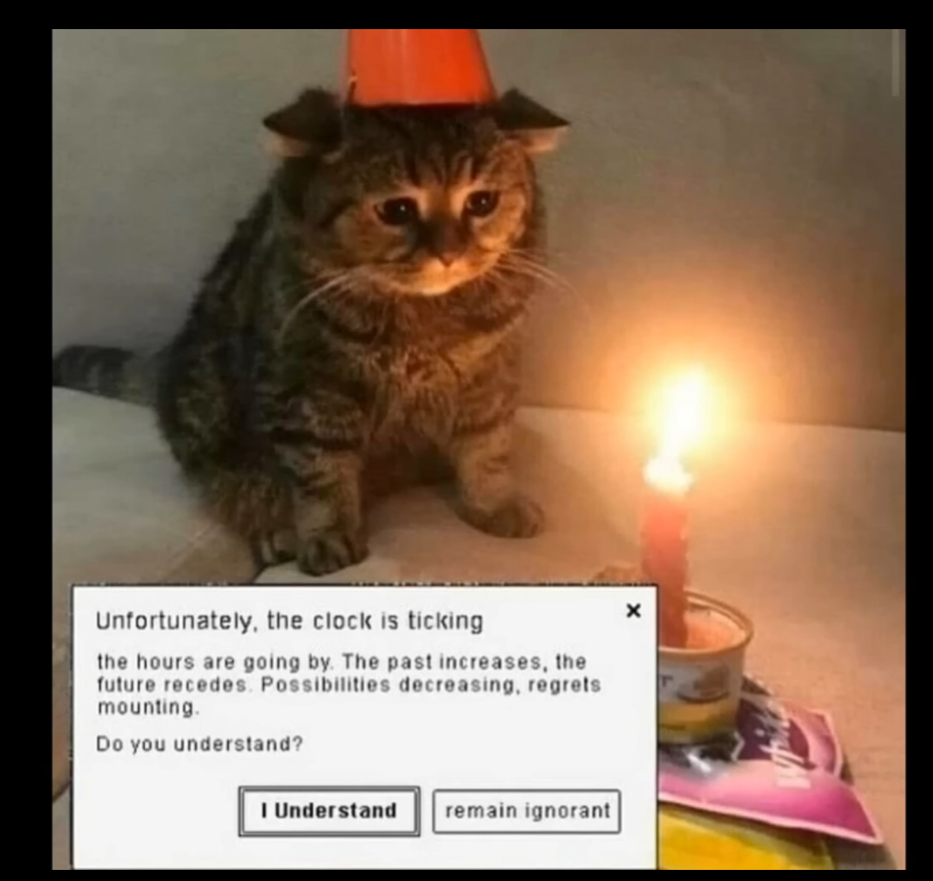 High Quality Sad_cat_at_birth_day Blank Meme Template