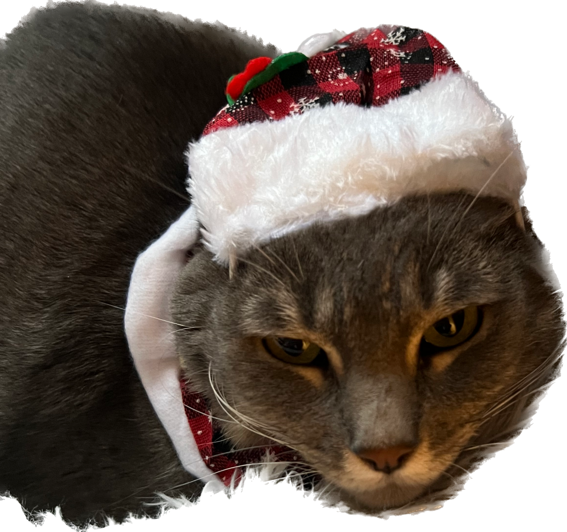High Quality Christmas cat Blank Meme Template