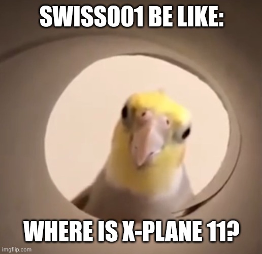 Cockatiel all seeing eye | SWISS001 BE LIKE:; WHERE IS X-PLANE 11? | image tagged in cockatiel all seeing eye | made w/ Imgflip meme maker