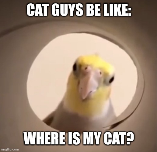 Cockatiel all seeing eye | CAT GUYS BE LIKE:; WHERE IS MY CAT? | image tagged in cockatiel all seeing eye | made w/ Imgflip meme maker