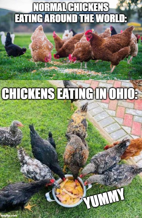 NORMAL CHICKENS EATING AROUND THE WORLD:; CHICKENS EATING IN OHIO:; YUMMY | image tagged in memes,funny memes,chicken | made w/ Imgflip meme maker