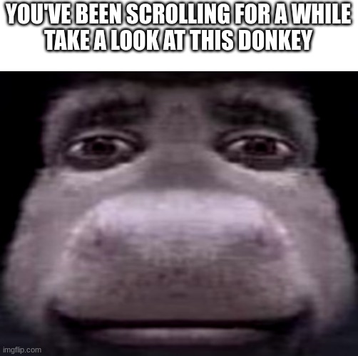 lol | YOU'VE BEEN SCROLLING FOR A WHILE
TAKE A LOOK AT THIS DONKEY | image tagged in lol | made w/ Imgflip meme maker