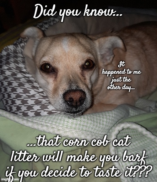 What Can I Say, I'm a Dog... | Did you know... It happened to me just the other day... ...that corn cob cat litter will make you barf if you decide to taste it??? | image tagged in corn cob,cat litter,ewww,barfed | made w/ Imgflip meme maker
