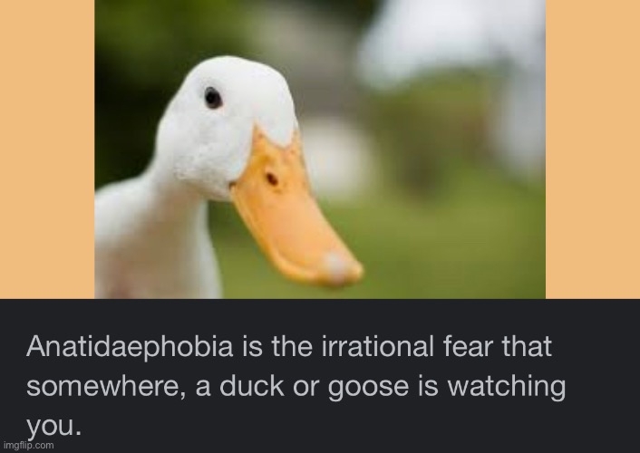 image tagged in duck,phobia,fear,stalker | made w/ Imgflip meme maker