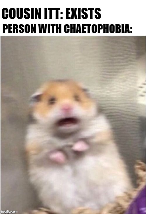 Scared Hamster | COUSIN ITT: EXISTS; PERSON WITH CHAETOPHOBIA: | image tagged in funny,memes | made w/ Imgflip meme maker