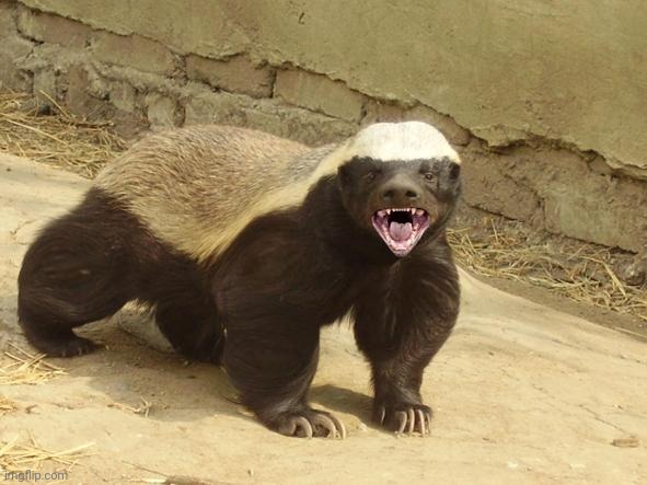 Honey Badger Gives A Shit | image tagged in honey badger gives a shit | made w/ Imgflip meme maker