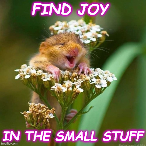 Find Joy in the every moment | FIND JOY; IN THE SMALL STUFF | image tagged in joy,happiness,hamster | made w/ Imgflip meme maker