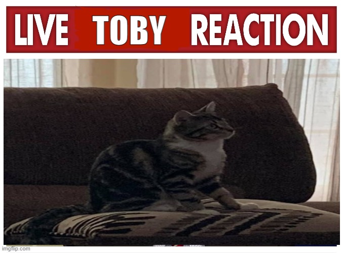 Live Toby Reaction | TOBY | image tagged in funny memes | made w/ Imgflip meme maker