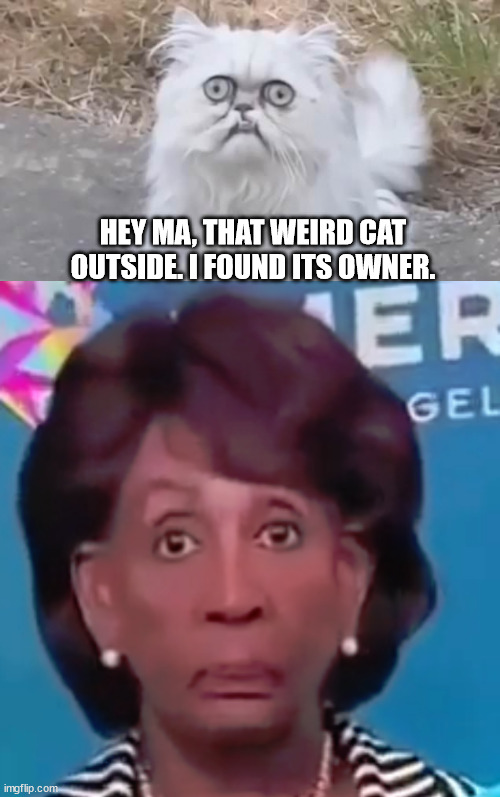 Maxine Waters' weird cat | HEY MA, THAT WEIRD CAT OUTSIDE. I FOUND ITS OWNER. | image tagged in ma there's a weird cat outside | made w/ Imgflip meme maker