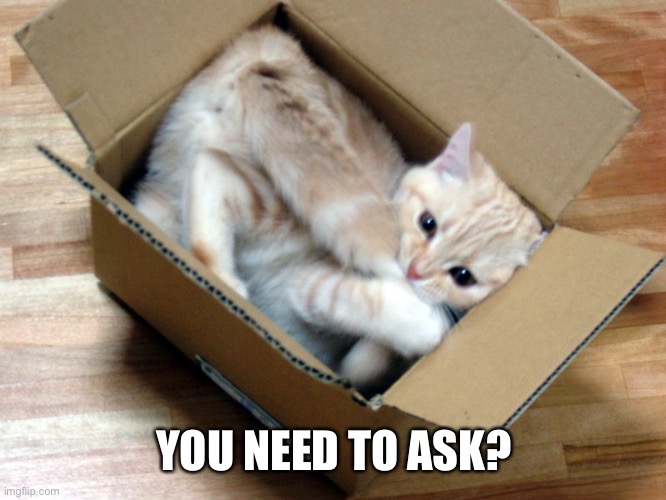 Cat in a Box | YOU NEED TO ASK? | image tagged in cat in a box | made w/ Imgflip meme maker