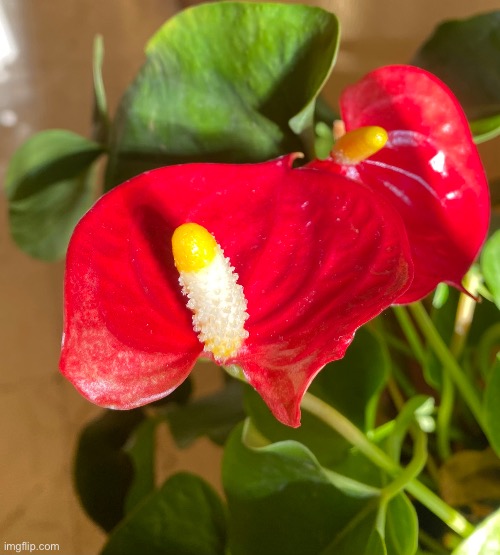 A painter’s palette (Anthurium) in my grandmother’s house | made w/ Imgflip meme maker