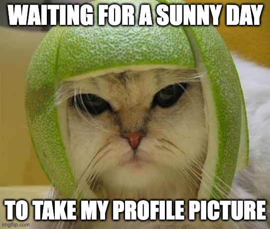 waiting for a sunny day to take my profile picture | WAITING FOR A SUNNY DAY; TO TAKE MY PROFILE PICTURE | image tagged in cat in lime football helmet | made w/ Imgflip meme maker