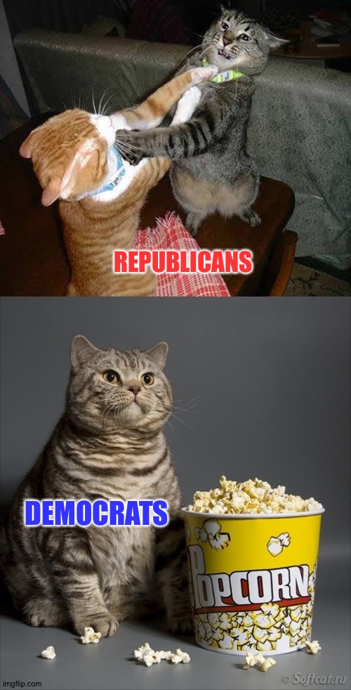 I can't pretend Republicans aren't hilarious when they catfight. | REPUBLICANS DEMOCRATS | image tagged in cat watching other cats fight | made w/ Imgflip meme maker