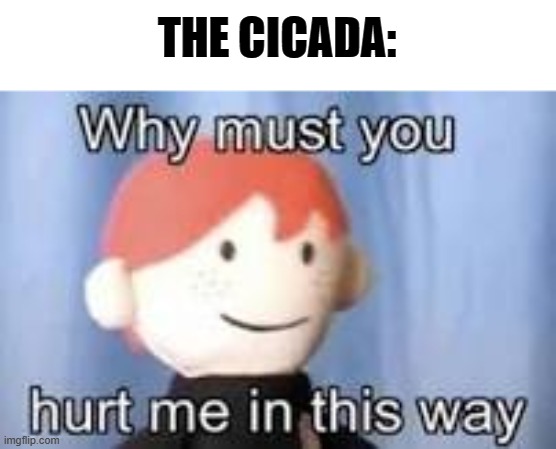 Why must you hurt me in this way | THE CICADA: | image tagged in why must you hurt me in this way | made w/ Imgflip meme maker