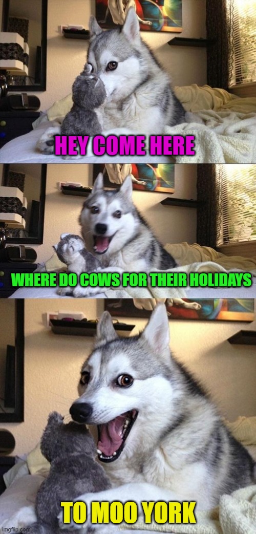 Bad Joke Dog | HEY COME HERE; WHERE DO COWS FOR THEIR HOLIDAYS; TO MOO YORK | image tagged in bad joke dog,puns | made w/ Imgflip meme maker