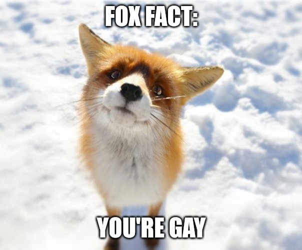 What Does The Fox Say? | FOX FACT:; YOU'RE GAY | image tagged in what does the fox say | made w/ Imgflip meme maker