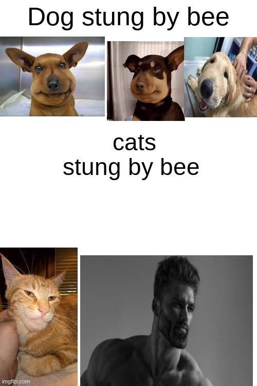 Dog stung by bee; cats stung by bee | made w/ Imgflip meme maker