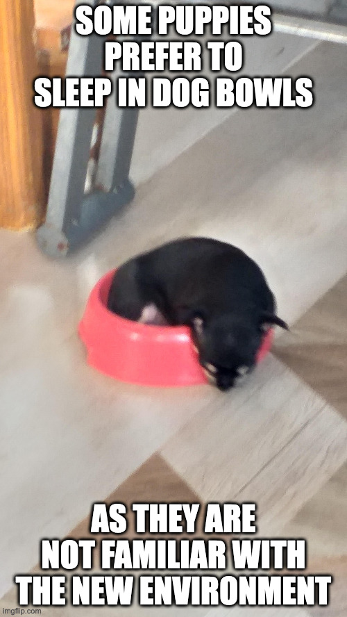 Puppy in Dog Bowl | SOME PUPPIES PREFER TO SLEEP IN DOG BOWLS; AS THEY ARE NOT FAMILIAR WITH THE NEW ENVIRONMENT | image tagged in puppy,dogs,memes,dog bowl | made w/ Imgflip meme maker