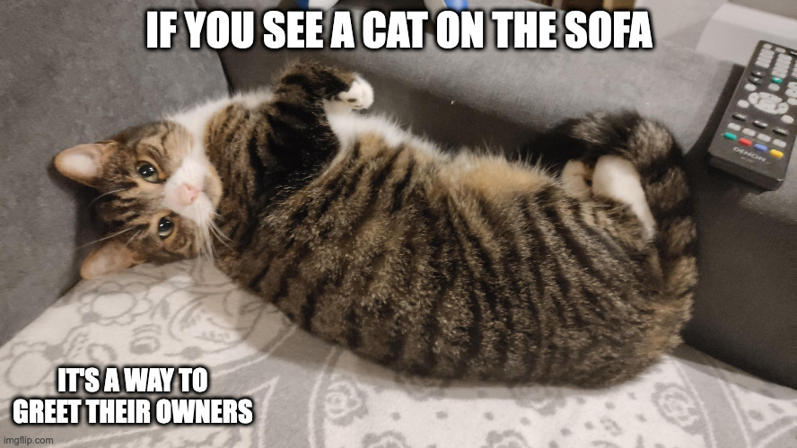 Cat on Sofa | IF YOU SEE A CAT ON THE SOFA; IT'S A WAY TO GREET THEIR OWNERS | image tagged in sofa,cats,memes | made w/ Imgflip meme maker