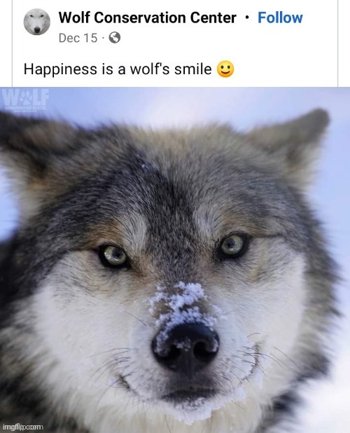 Saw this post and thought id share it ^_^ | image tagged in wolf,happy,smile,furry,the furry fandom | made w/ Imgflip meme maker
