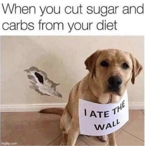 I Ate The Wall | image tagged in dog | made w/ Imgflip meme maker